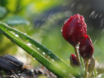 Погода в Луцьку та Волинській області на вівторок, 13 квітня