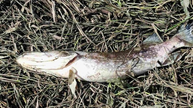 У річці на Волині зафіксували загибель риби і раків. ФОТО