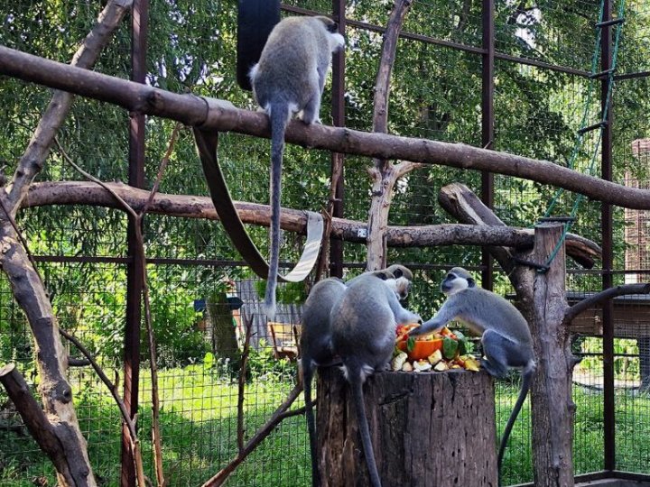 У Луцькому зоопарку за 1,5 млн хочуть реконструювати кафе: що там буде