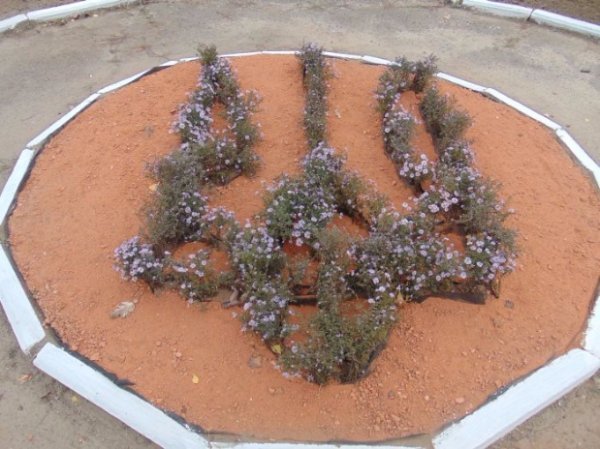 У Луцьку школярі висадили калинову алею. ФОТО