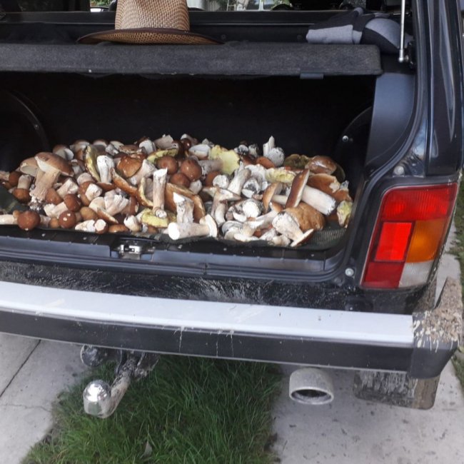 Волинські грибники у соцмережах хизуються чималим «уловом». ФОТО