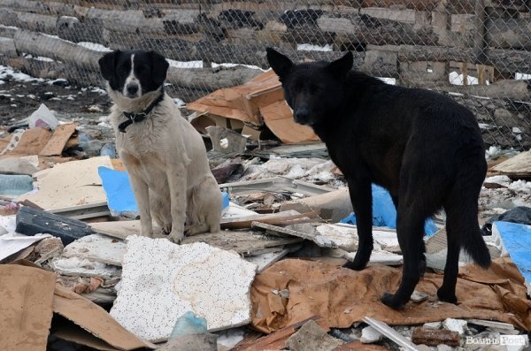 Собачий притулок у Луцьку пережив важку зиму. ФОТО