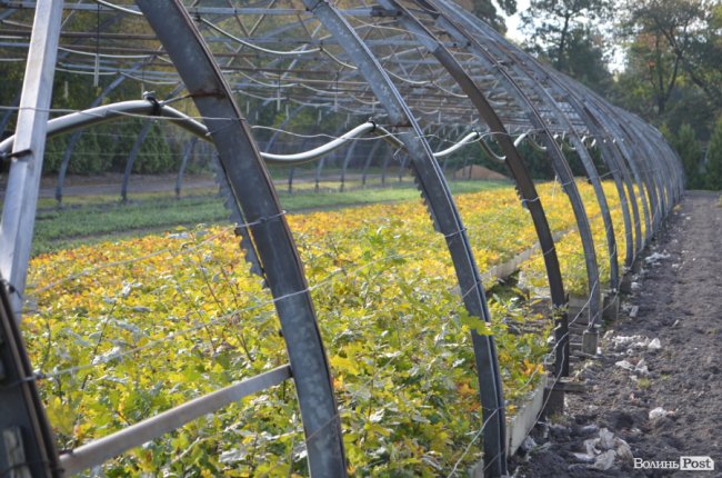 Поляків вражає робота волинських селекційних розсадників