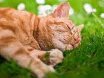 Погода у Луцьку та Волинській області на завтра, 8 червня