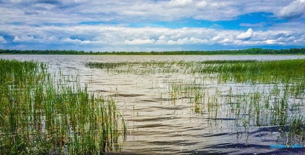 Митці оцінили рівень відпочинку на Шацьких озерах. ФОТО