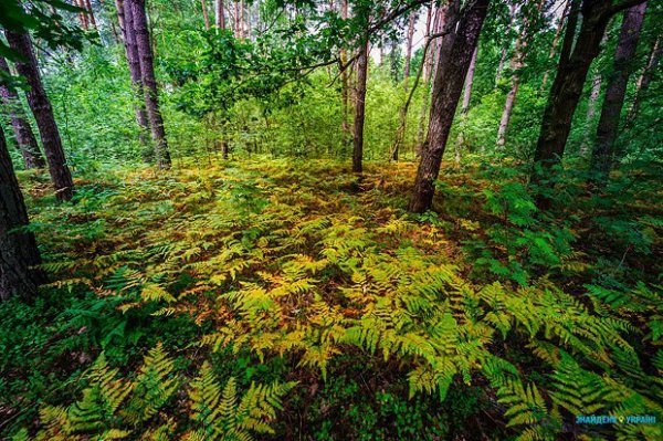 Митці оцінили рівень відпочинку на Шацьких озерах. ФОТО