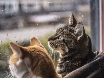 Аномальну спеку змінить похолодання: синоптики розповіла, коли українцям чекати на зміну погоди