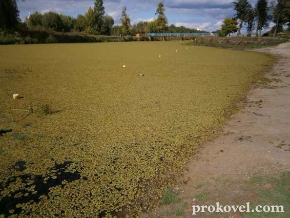 У Ковелі «помирає» річка Турія. ФОТО. ВІДЕО