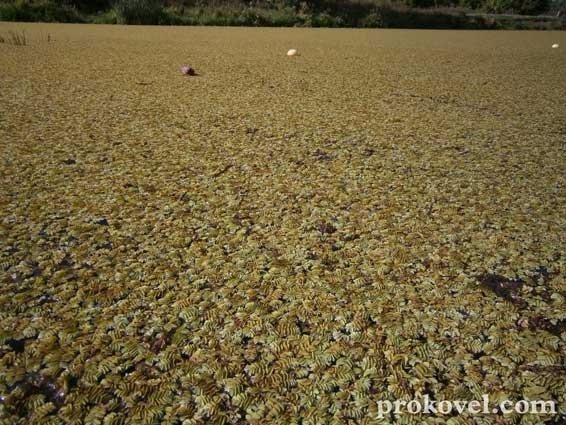 У Ковелі «помирає» річка Турія. ФОТО. ВІДЕО