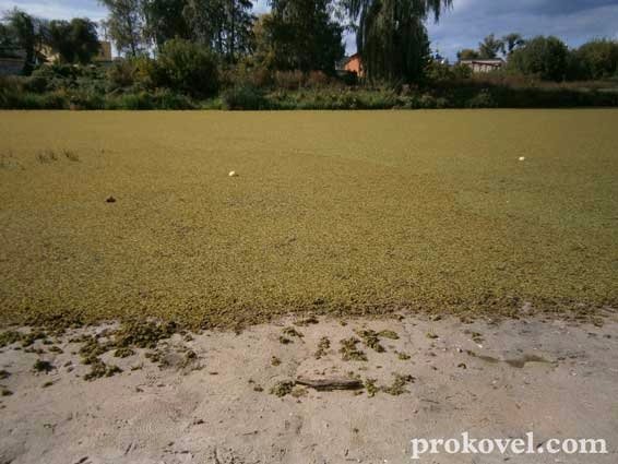 У Ковелі «помирає» річка Турія. ФОТО. ВІДЕО