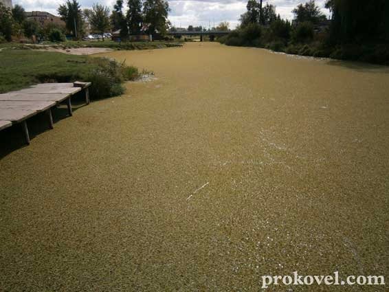 У Ковелі «помирає» річка Турія. ФОТО. ВІДЕО