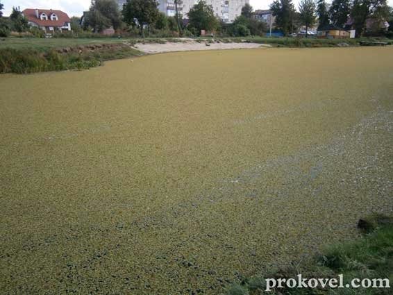 У Ковелі «помирає» річка Турія. ФОТО. ВІДЕО