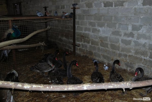 Як гріються тварини у Луцькому зоопарку. ФОТО