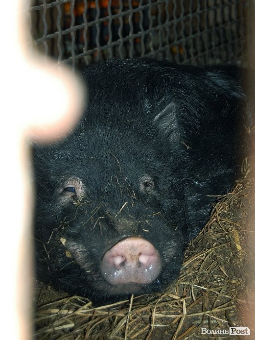 Як гріються тварини у Луцькому зоопарку. ФОТО