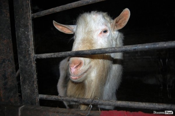 Як гріються тварини у Луцькому зоопарку. ФОТО