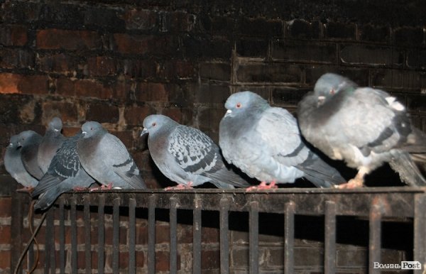 Як гріються тварини у Луцькому зоопарку. ФОТО