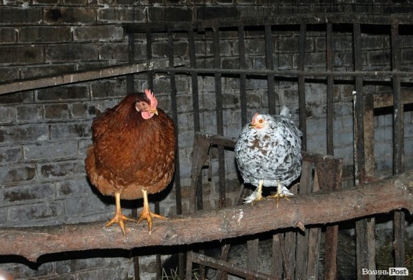 Як гріються тварини у Луцькому зоопарку. ФОТО