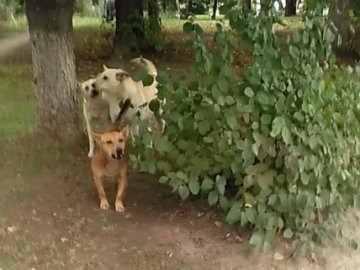 Лучани скаржаться на агресивних бродячих собак