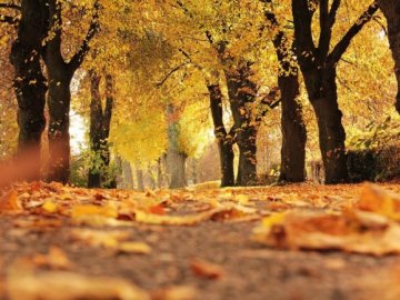 Якою буде погода на Покрову в Україні