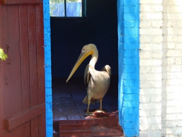 У луцькому зоопарку оселився новий мешканець. ФОТО