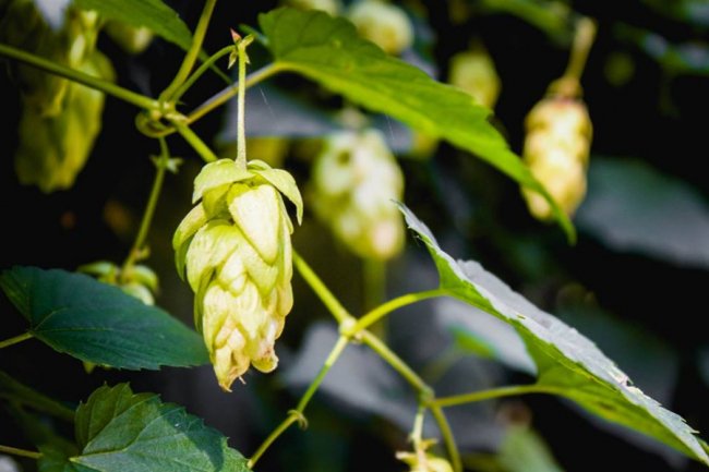 Луцька фотографка показала, як «наслідила» осінь