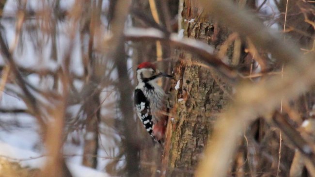 У нацпарку на Волині порахували птахів