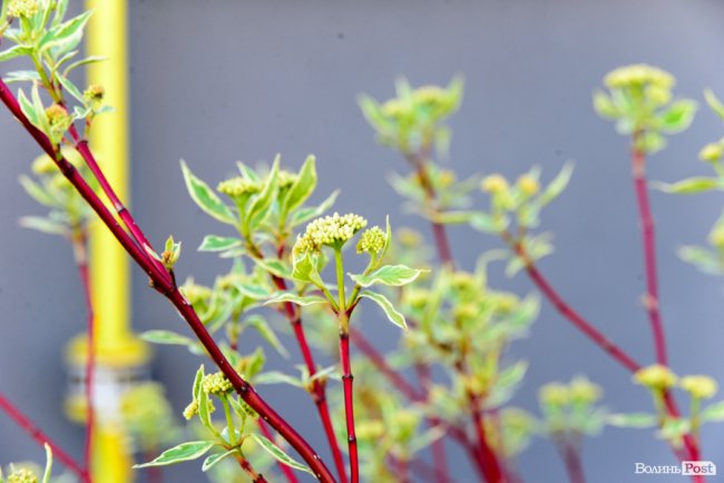 Здача нового будинку і озеленення території: затишне і сучасне житло у ЖК «Західний Олімп» під Луцьком*