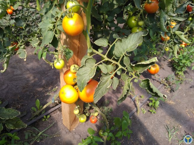 Бізнес на овочах: як сім’я з Волині успішно вирощує у теплицях огірки і помідори