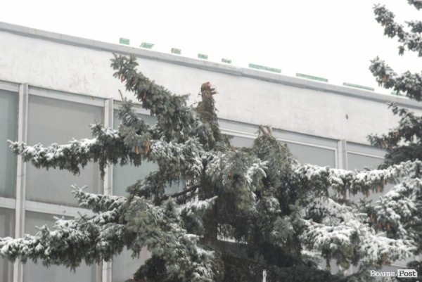 У Луцьку стартувала реконструкція «Променя»: зрізають ялинки. ФОТО. ВІДЕО. ДОКУМЕНТИ