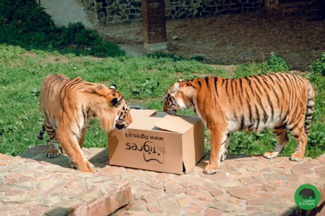 Як у луцькому зоопарку відгуляли День тигра. ФОТО
