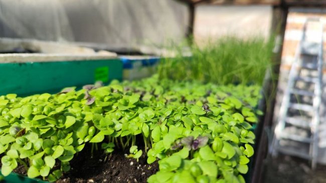 Колекціонерка городніх культур із Волині вирощує 74 сорти томатів 