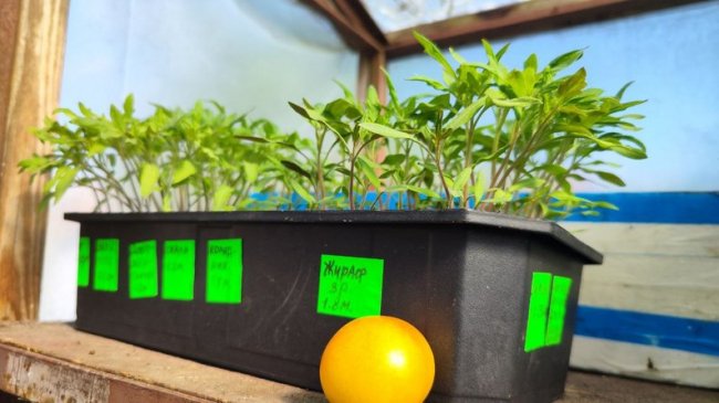 Колекціонерка городніх культур із Волині вирощує 74 сорти томатів 