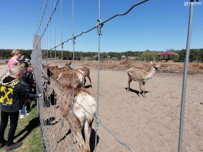 На унікальну волинську ферму привезли 200 оленів з Прибалтики. ФОТО