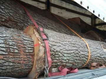 Засудили фігуранта оборудок із лісом на 30 мільйонів