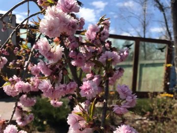 У Луцькому зоопарку зацвіла сакура. ФОТО