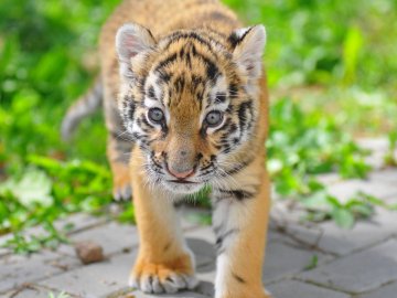 Клубочок щастя: у Луцькому зоопарку народилось тигреня. ФОТО