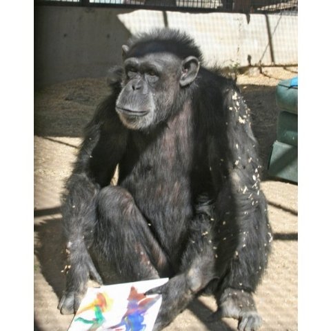 Шимпанзе малює язиком картини. ФОТО