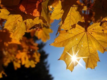 Аномальне тепло перед зимою: погода готує сюрприз для українців