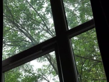 Суцільна темрява в квартирах: у Луцьку просять кронувати дерева біля будинку