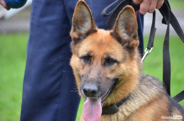 Як живуть та тренуються службові собаки. ФОТО