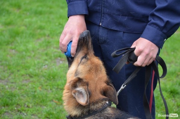 Як живуть та тренуються службові собаки. ФОТО