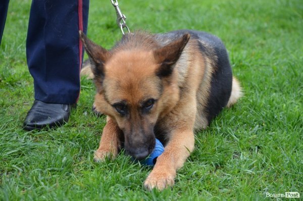 Як живуть та тренуються службові собаки. ФОТО