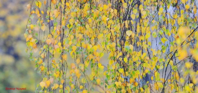 «Дідове літо» у Луцьку. ФОТО