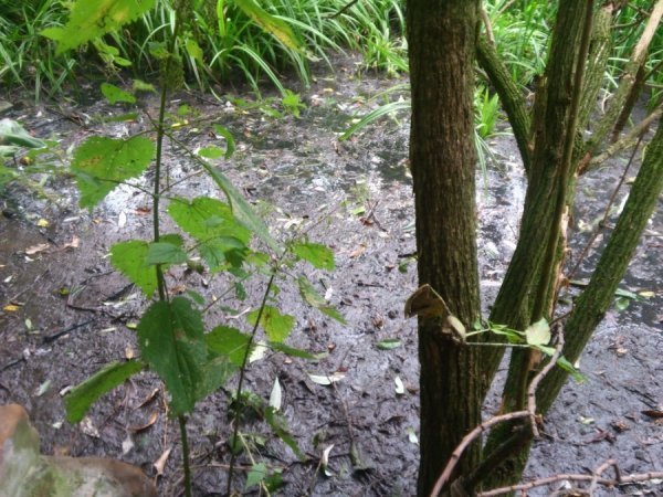 У Локачах назріває екологічна проблема. ФОТО