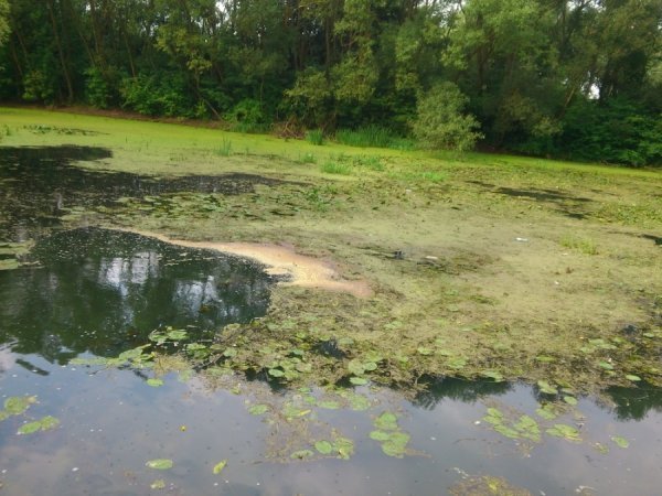 У Локачах назріває екологічна проблема. ФОТО