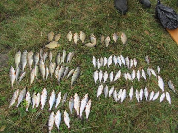 На Волині червонокнижні риби опинилися у сітях браконьєрів 