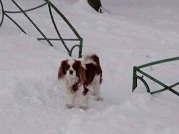 Муніципали полювали на лучан, які не прибирають за собаками