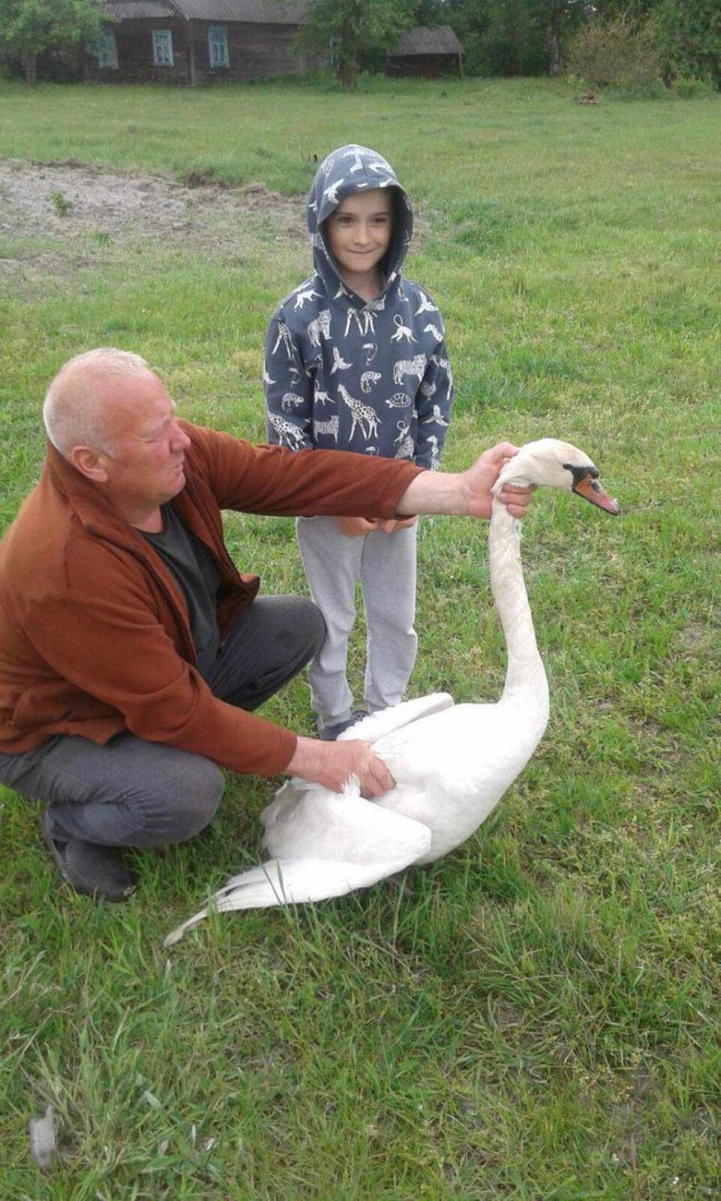 На Волині небайдужі допомогли врятувати лебедя. ВІДЕО