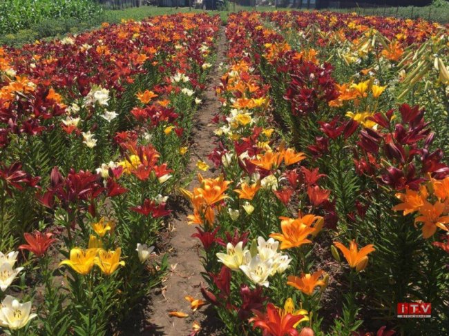 На Рівненщині подружжя виростило плантацію лілій. ФОТО