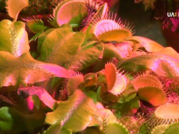 У Ковелі представили рослин-хижаків з усього світу. ВІДЕО 